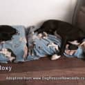 Photo of Roxy (On Trial 28/12/14)~ Small Kelpie X