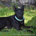 Photo of Roxy (On Trial 28/12/14)~ Small Kelpie X
