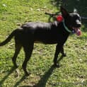 Photo of Roxy (On Trial 28/12/14)~ Small Kelpie X