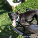 Photo of Roxy (On Trial 28/12/14)~ Small Kelpie X