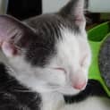 Photo of Jasper Kitten Kapers Rescue