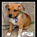 Photo of Leroy (On Trial 10/12/14)~ Ridgeback X Bull Arab
