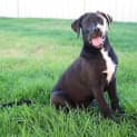 Photo of Fraser *On Trial In His New Home*