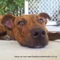 Photo of Merve (On Trial 20/12/14) ~ Staffy X