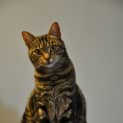 Photo of Jessica Uptown Girl *On Adoption Trial*