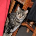 Photo of Jessica Uptown Girl *On Adoption Trial*
