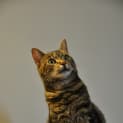 Photo of Jessica Uptown Girl *On Adoption Trial*