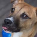 Photo of Buster ~ Adopted 25/1/15 By Carer
