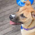 Photo of Buster ~ Adopted 25/1/15 By Carer
