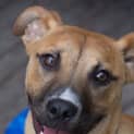 Photo of Buster ~ Adopted 25/1/15 By Carer
