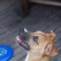 Photo of Buster ~ Adopted 25/1/15 By Carer