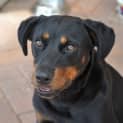Photo of Jessie ** A Loyal Mini Rotti Girl **
