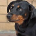 Photo of Jessie ** A Loyal Mini Rotti Girl **