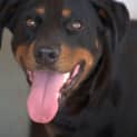 Photo of Jessie ** A Loyal Mini Rotti Girl **