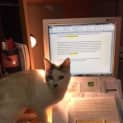 Photo of Ruby (Located In Montrose)