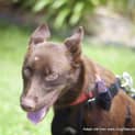 Photo of Gracie (On Trial 20/12/14)~ Purebred Red Kelpie