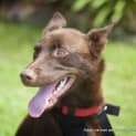 Photo of Gracie (On Trial 20/12/14)~ Purebred Red Kelpie