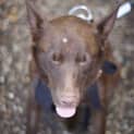 Photo of Gracie (On Trial 20/12/14)~ Purebred Red Kelpie