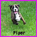 Photo of Puppy Piper (On Trial 1/1/15)~ Staffy X Boxer Puppy