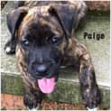 Photo of Puppy Paige (On Trial 17/12/14)