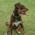 Photo of Bambi *On Trial In Her New Home*