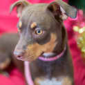 Photo of Bambi *On Trial In Her New Home*