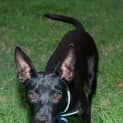 Photo of Roxy (On Trial 28/12/14)~ Small Kelpie X