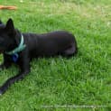 Photo of Roxy (On Trial 28/12/14)~ Small Kelpie X