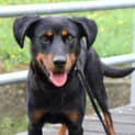 Photo of Jessie ** A Loyal Mini Rotti Girl **