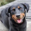 Photo of Jessie ** A Loyal Mini Rotti Girl **