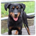 Photo of Jessie ** A Loyal Mini Rotti Girl **