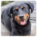 Photo of Jessie ** A Loyal Mini Rotti Girl **