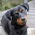 Photo of Jessie ** A Loyal Mini Rotti Girl **