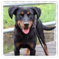 Photo of Jessie ** A Loyal Mini Rotti Girl **