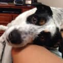 Photo of Bella ~ On Trial 24/1/15
