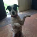 Photo of Bella ~ On Trial 24/1/15