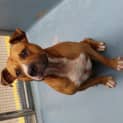 Photo of Crunchie