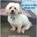 Photo of Mia (On Trial 20/12/14) ~ Maltese X