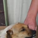Photo of Duke