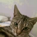 Photo of Nala