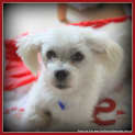 Photo of Buster (On Trial 13/1/15) ~ Shih Tzu X Maltese