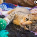 Photo of Daisy