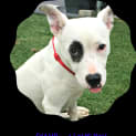Photo of Champ(girl)(Trial 17/1/15) ~ Good W Kids And Dogs