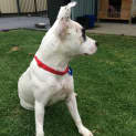 Photo of Champ(girl)(Trial 17/1/15) ~ Good W Kids And Dogs