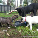 Photo of Hugo (On Trial 23/12/14)~ Staffy X Ridgeback Puppy