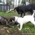 Photo of Holly (On Trial 23/12/14) ~ Staffy X Ridgeback Pup