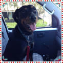 Photo of Jessie ** A Loyal Mini Rotti Girl **