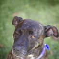 Photo of Mocha ~ Staffy Girl, (On Trial 4/5/15)