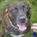 Photo of Mocha ~ Staffy Girl, (On Trial 4/5/15)