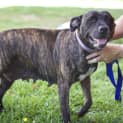 Photo of Mocha ~ Staffy Girl, (On Trial 4/5/15)